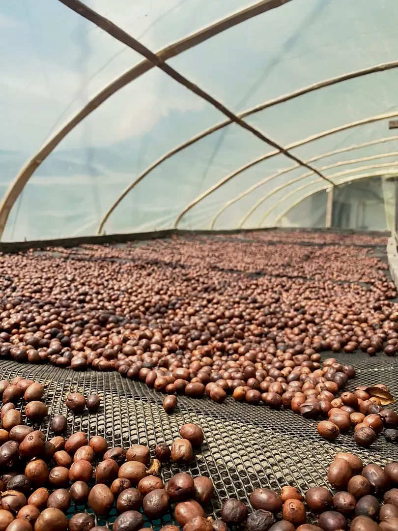 Café secándose en marquesina en la finca del Huila